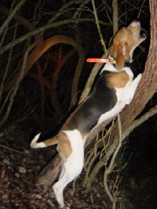Best treeing walker shop stud dog ever