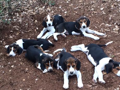 treeing walker coonhound puppy